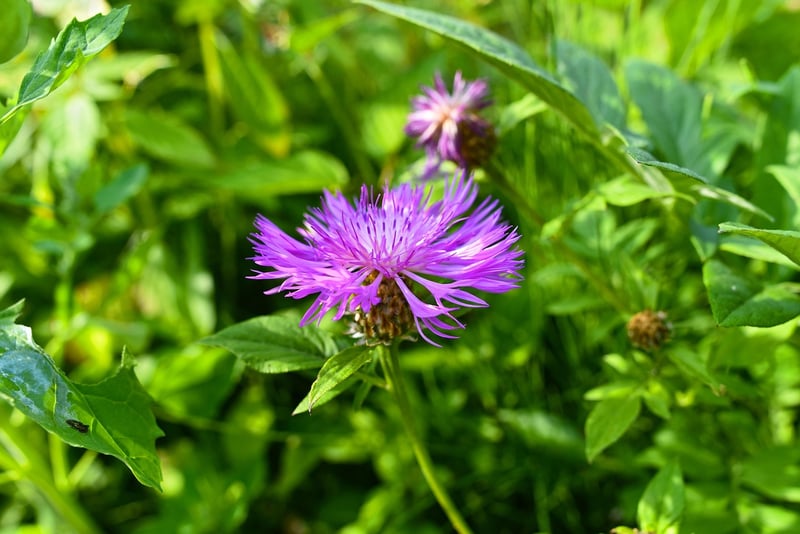 Butterfly Attracting Plants