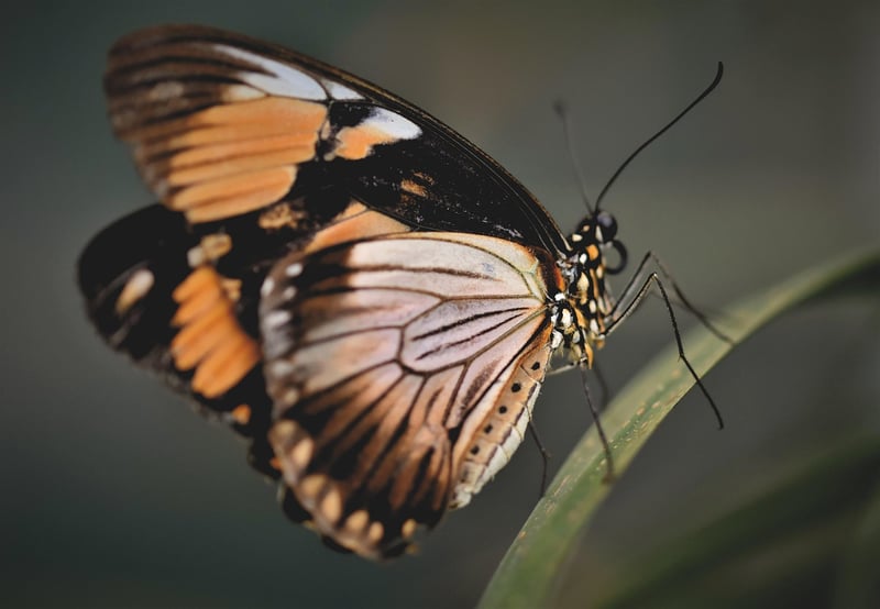 Butterflies on Purple Flowers