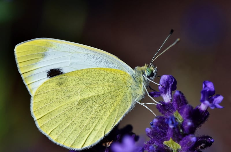 Butterfly on Lavender