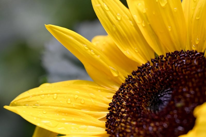 Spring Gardening